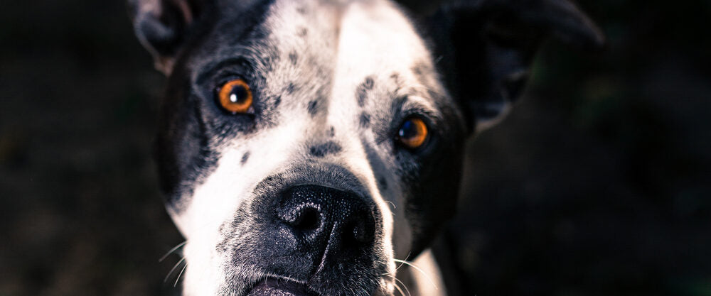 A WiggleWag dog