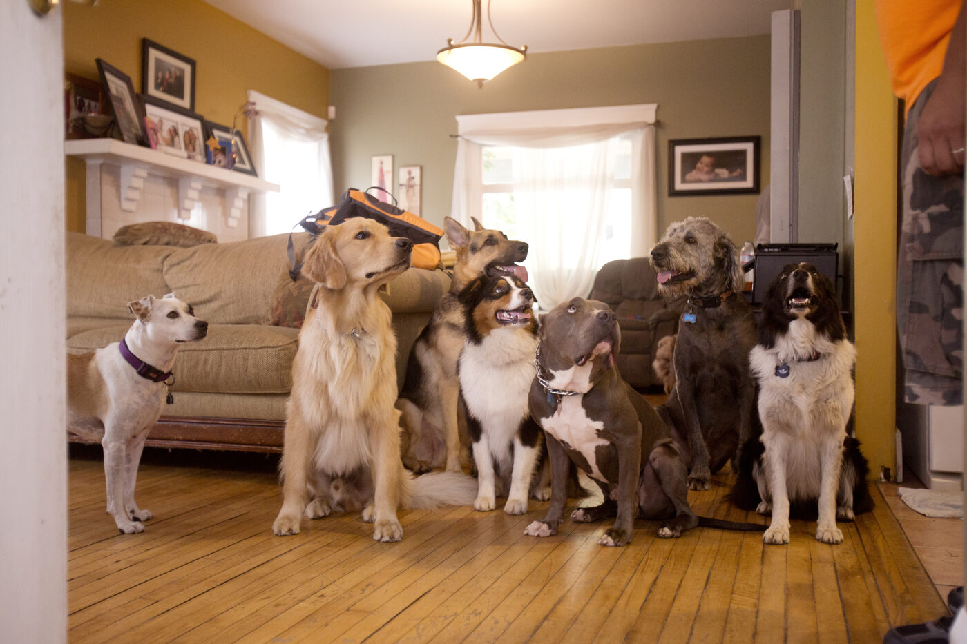 A pack of WiggleWag dogs at their home away from home