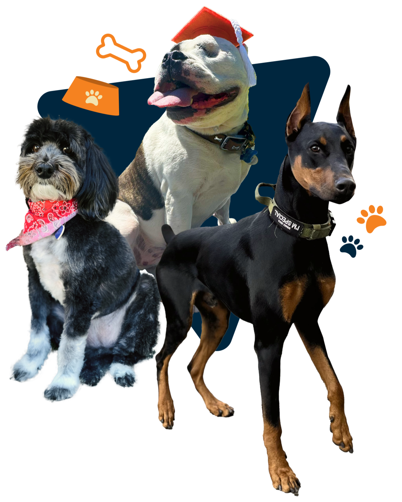 Three dogs hanging out. One wearing a hat. 