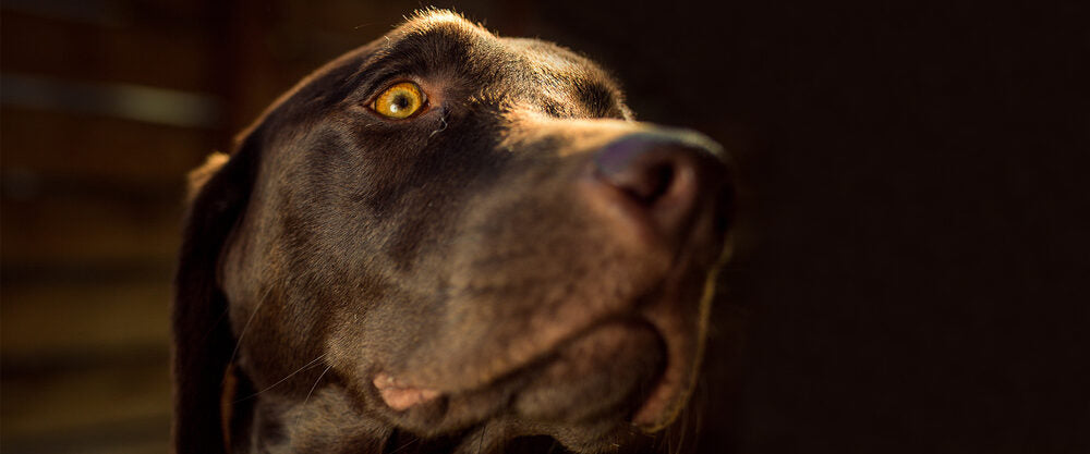A WiggleWag dog