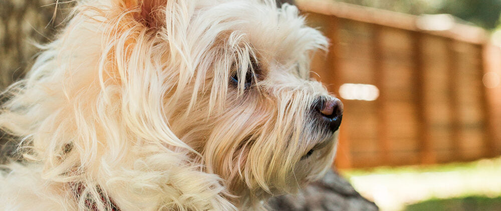 A WiggleWag dog