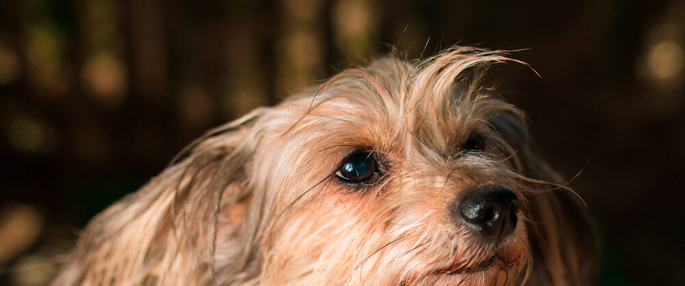 A WiggleWag dog